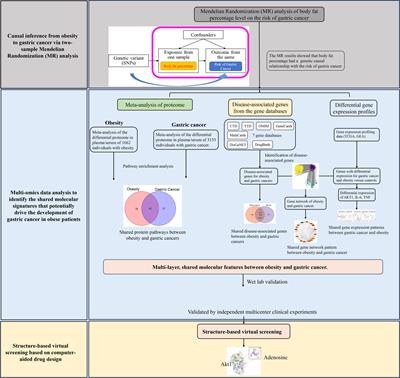 The causal association between obesity and gastric cancer and shared molecular signatures: a large-scale Mendelian randomization and multi-omics analysis